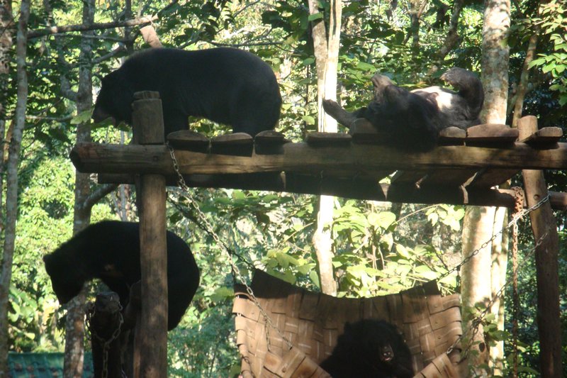 Bears (rescue centre)