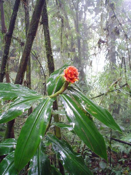 Unnamed Flower in Cloud Forest