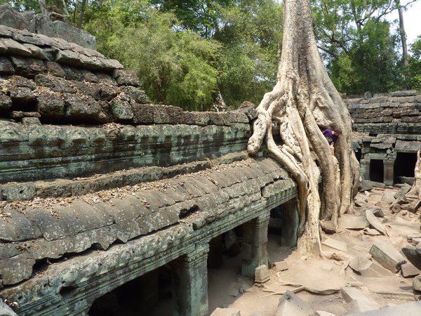 Ben in a Tree Angkor Wat
