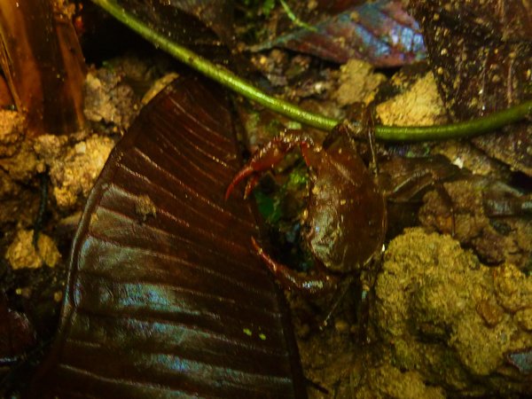 Rain forest crabs