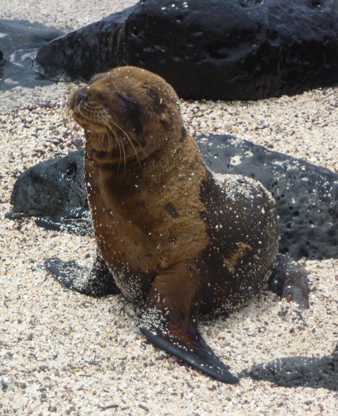 A local Galapaguenos