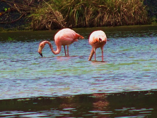 Birds in pink dresses- check out their knobbly knees