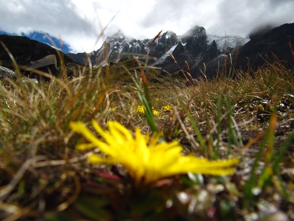 mountains, glaciers, flowers
