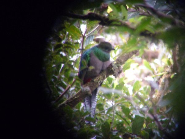 Quetzal through scope