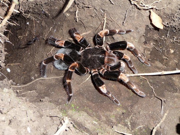Huge female tarantula