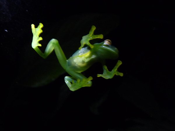 Glass frog from Ranario