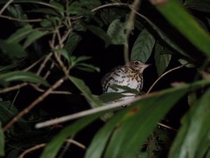 Bird sleeping at night at Santuario Ecologico