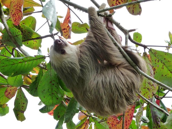 Sloth on sanctuary grounds