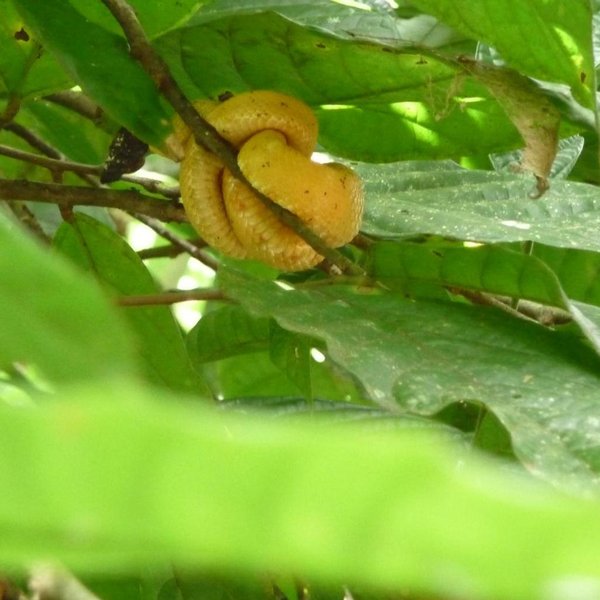 Yellow Palm Pit Viper