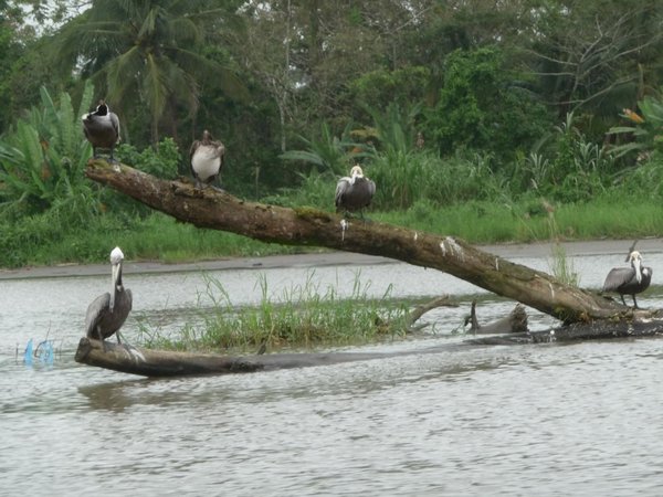 Birds on the canal