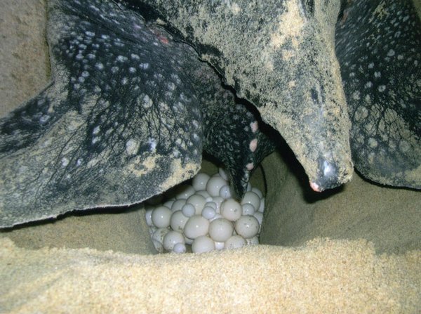 Leatherback laying eggs