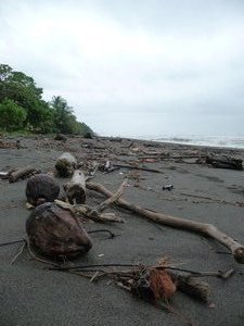 Beach Debris