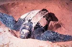 Leatherback Turtle