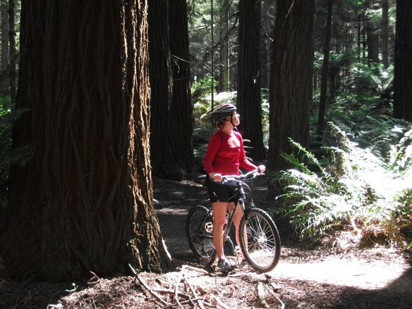 Cycling in the redwoods