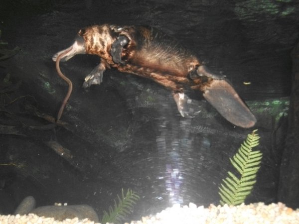 Platypus eating a worm