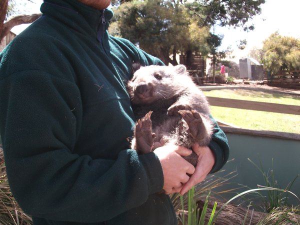 Humphrey the orphan wombat