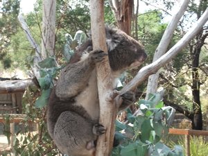 Grandpa koala