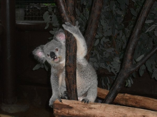 Northern Koala