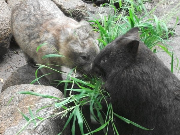 Hungry Wombats