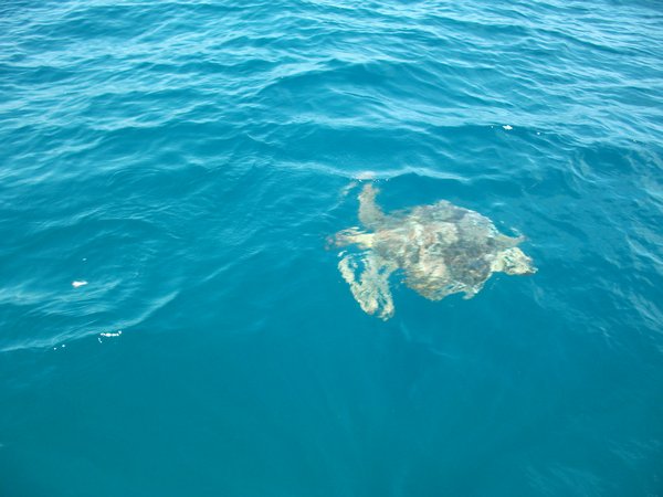 Lager Head Sea Turtle