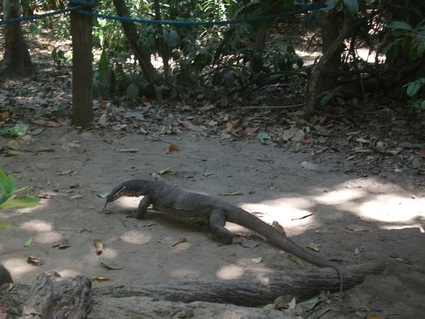6 foot monitor lizard