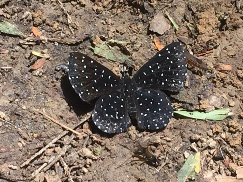 One of dozens of species of butterflies and moths we saw. 