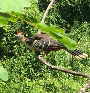 The asthmatic crazy-eyed stink bird, also known as the Hoatzin.