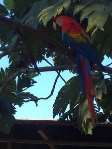 Crazy macaw that attacked us!