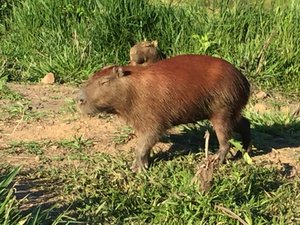 Capybara- the worlds largest rodent. 