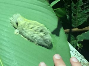 Hamster-sized caterpillar!  