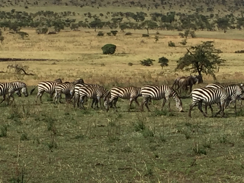 So many zebras. 