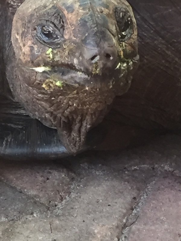 Aldabra Tortoise 