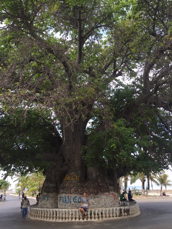 Big ol' Baobab