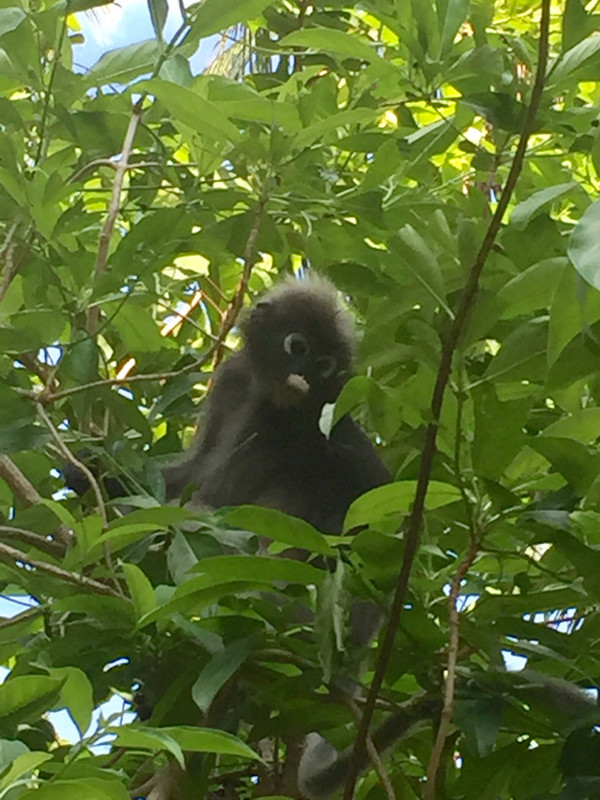 The dusky langur monkey
