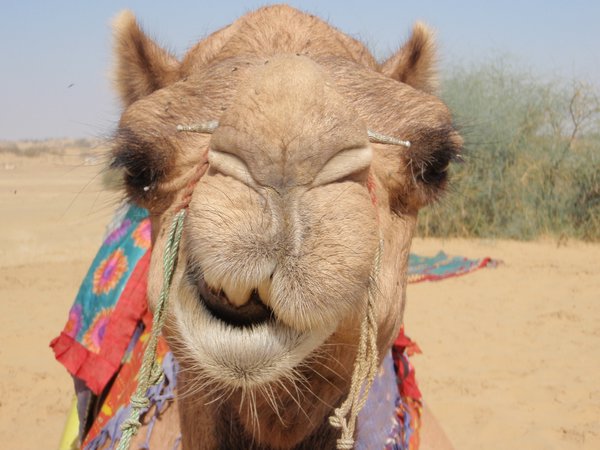 Robert the camel 