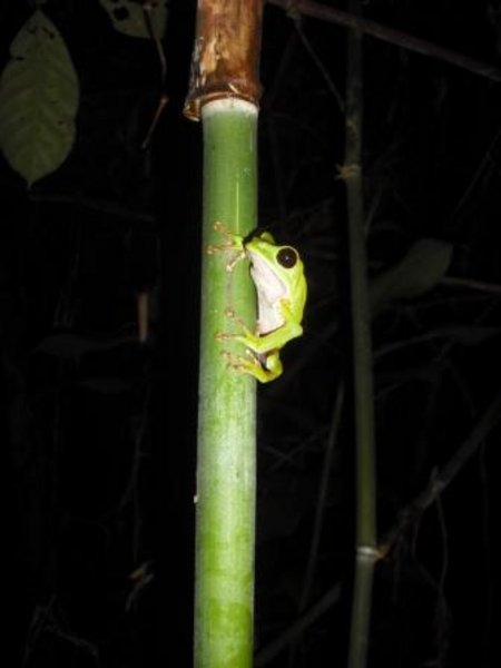 phyllomedusa tree frog