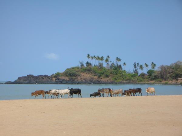 Cows on the beach!