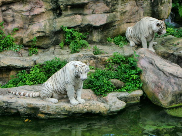 White tigers, Singapore zoo