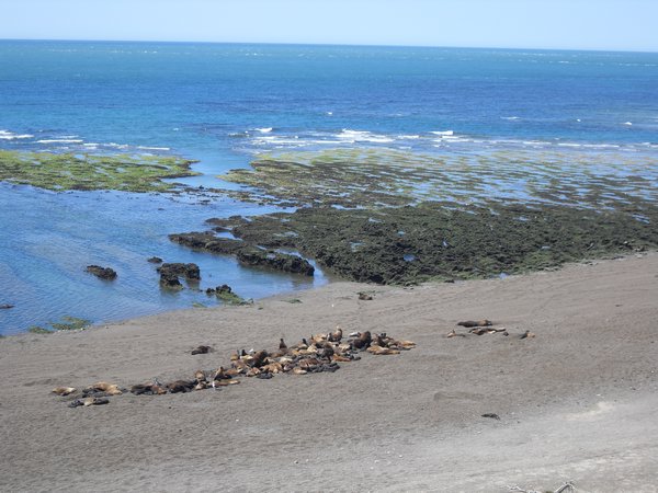 A section of the sea lion colony
