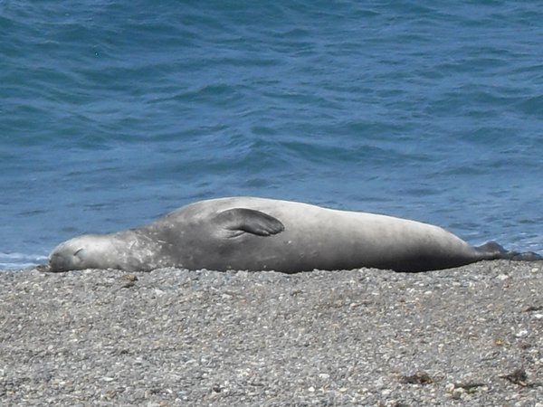 A very lazy elephant seal