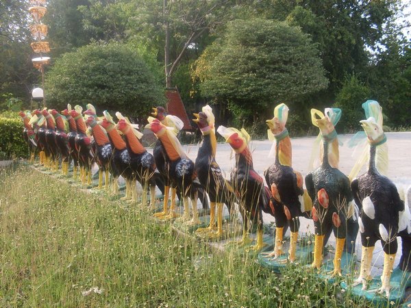 The cock army