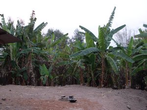 Banana plantation in the back garden