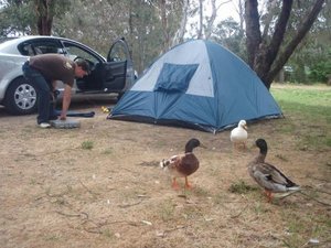 Setting up camp in Hahndorf