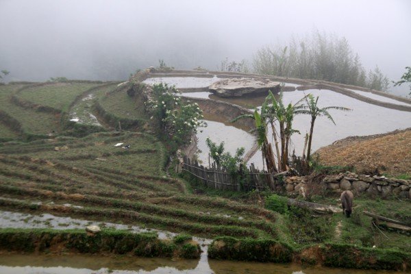 mist rice terraces