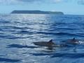 Isla del Caño-Delfines