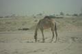 Camel near undisclosed location, seemed like a mirage!