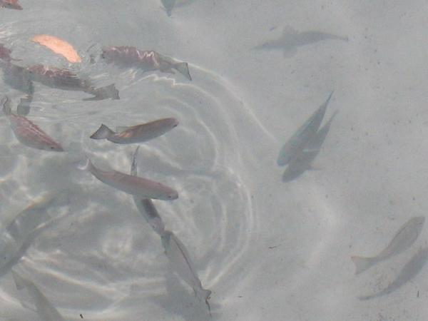 Fish in Kapalai