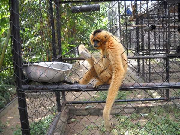 Gibbonabe venter på at blive sat ud igen (Foto Hjalte)
