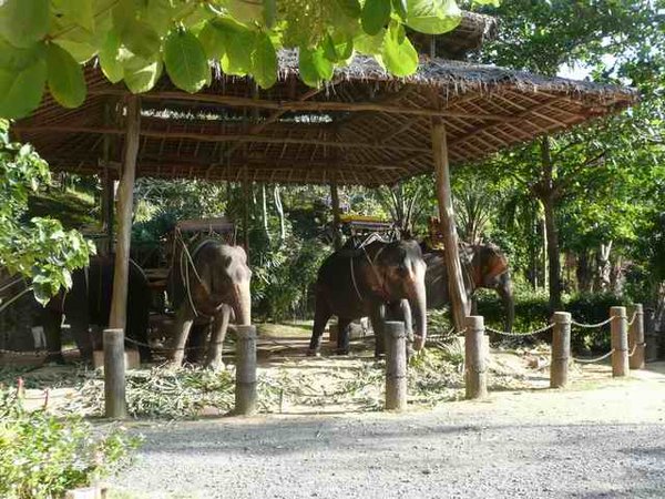 The Elephants Take a Rest