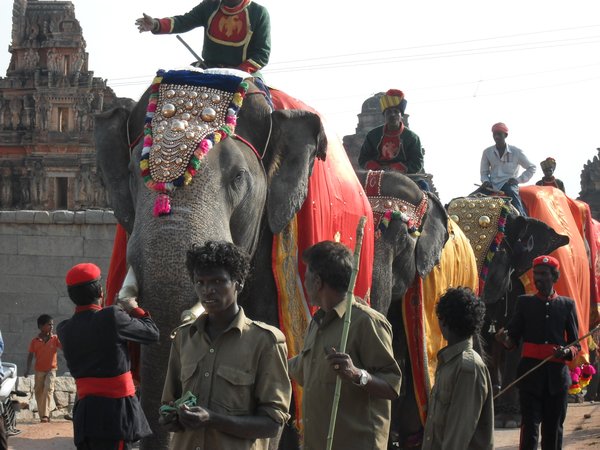 elephants decorated for festival